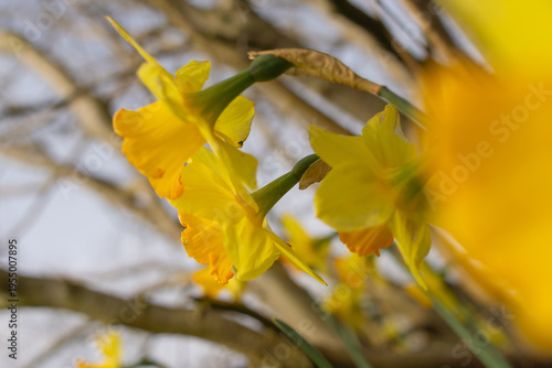 yellow spring flowers with bokeh 