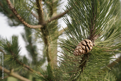 pine tree branch with cones