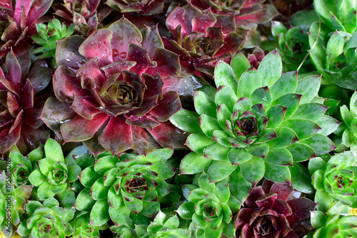 Common houseleek in close up	