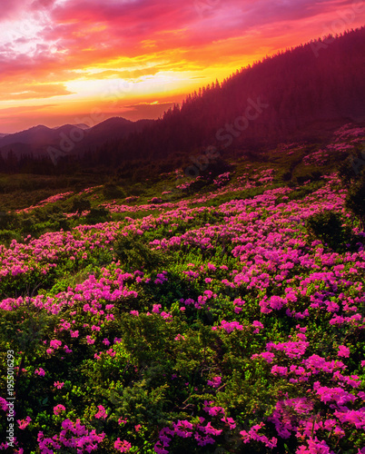  wonderful blooming red pink rhododendrons flowers, spectacular morning dawn scene in mountains...exclusive - this image is sell only on Adobe stock	