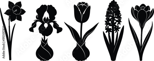 Collection of five distinct spring blooming bulb flower silhouettes representing narcissus iris tulip hyacinth and crocus as vector graphic elements