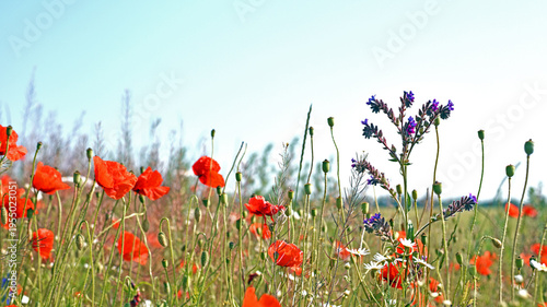 Billede på lærred Anchusa officinalis and delicate flower of red field poppies