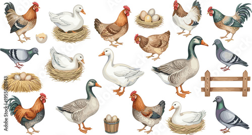 Farm animals vector collection featuring chickens ducks pigeons nests eggs fence and rural poultry illustration set for agriculture design
