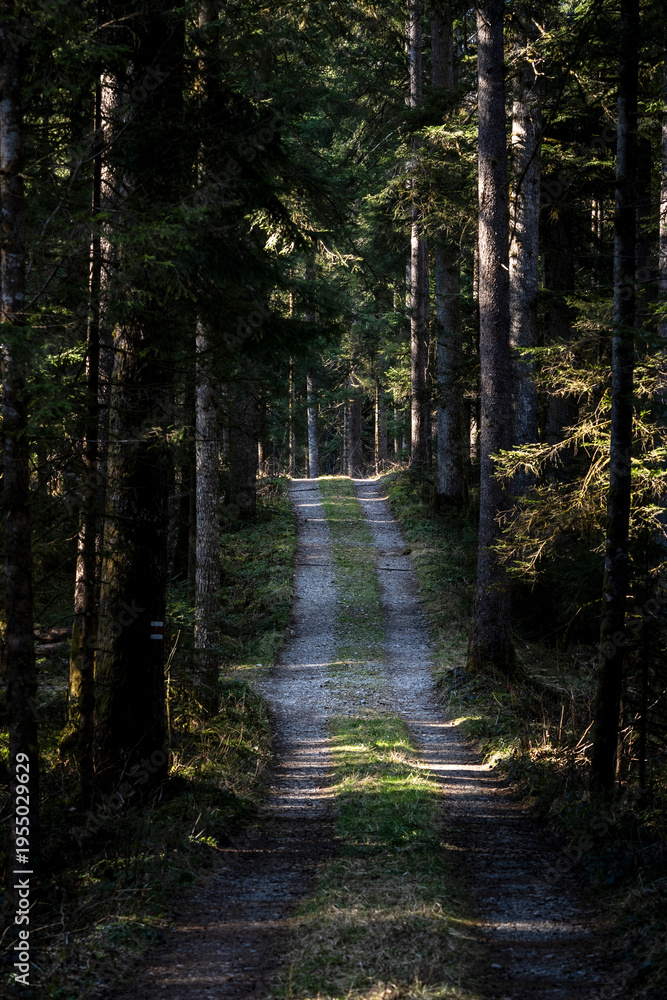 Fototapeta premium A very dense and dark coniferous forest is divided by a single, dappled-sunlit dirt or gravel track, inviting you into the sun-drenched clearing further down the winding path.