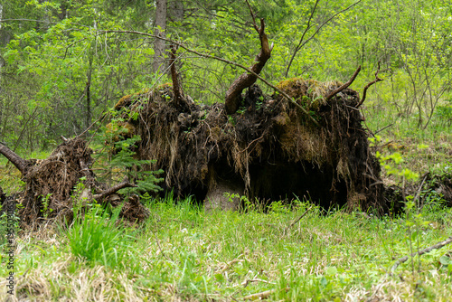 Photography Uprooted Tree With Exposed Roots and Moss in a Lush Green Forest Clearing