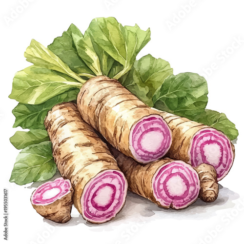 watercolor of Taro Root illustration, isolated on a white background.