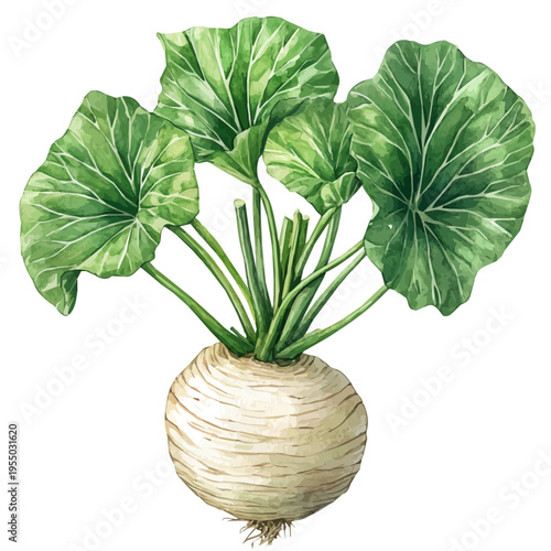 Taro Root, illustration watercolor with playful splashes and delicate line details, isolated on a white background.