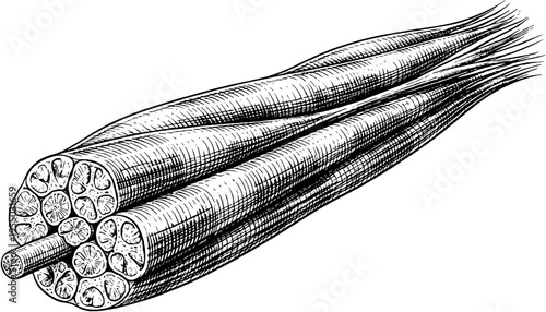 Vintage Anatomical Illustration of Muscle Fibers Engraving Style