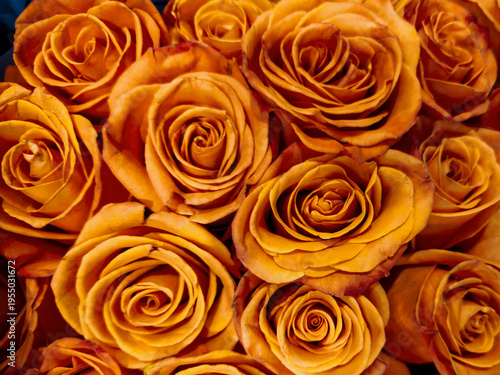 Macro closeup of orange and coral roses. Lush, bi-colored blossoms symbolizing passion and enthusiasm. Ideal for romance, weddings, or celebratory floral backgrounds.