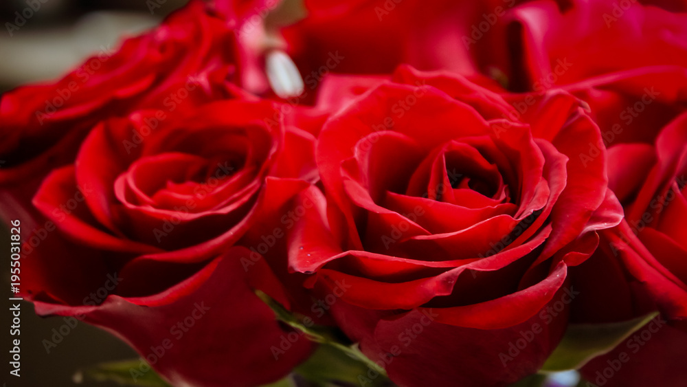 Naklejka premium A bouquet of vibrant red roses in full bloom, commonly used as a symbol of love and passion. Valentine's Day, Anniversary or special occasion background banner.