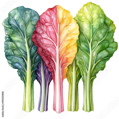 watercolor of Swiss Chard illustration, isolated on a white background.