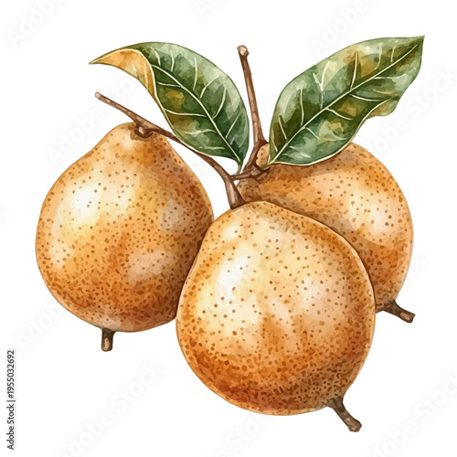 Sapodilla, illustration watercolor with playful splashes and delicate line details, isolated on a white background.