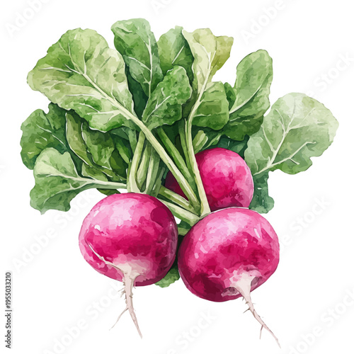 Radish, illustration watercolor with dynamic strokes and balanced color harmony, isolated on a white background.