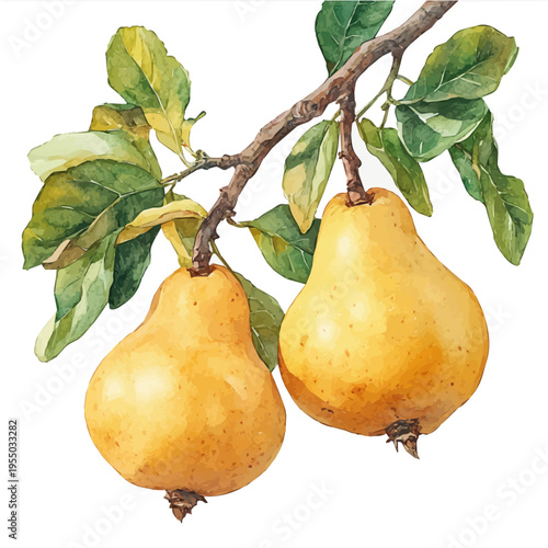 Quince, refined watercolor illustration with luminous tones and soft layered brushwork, isolated on a white background.