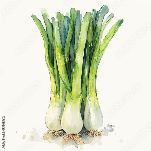 watercolor of Leek illustration, isolated on a white background.