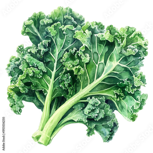 Kale, illustration watercolor artwork with subtle gradients and elegant contours, isolated on a white background.