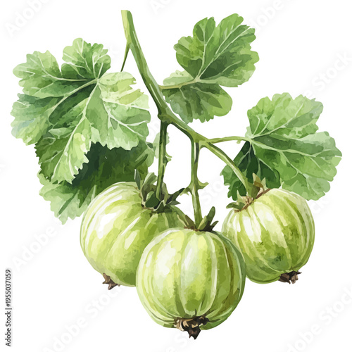 Gooseberry, illustration watercolor with dynamic strokes and balanced color harmony, isolated on a white background.