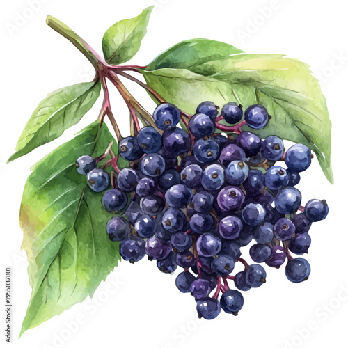 Elderberry, refined watercolor illustration with luminous tones and soft layered brushwork, isolated on a white background.
