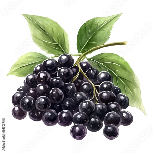 Elderberry, illustration watercolor artwork with subtle gradients and elegant contours, isolated on a white background.
