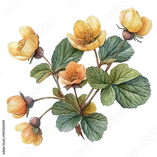 Cloudberry, illustration watercolor with playful splashes and delicate line details, isolated on a white background.