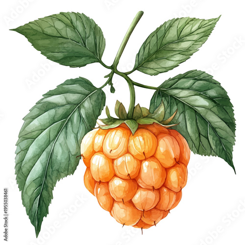Cloudberry, refined watercolor illustration with luminous tones and soft layered brushwork, isolated on a white background.