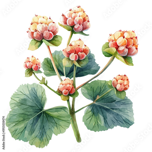 Cloudberry, illustration watercolor with playful splashes and delicate line details, isolated on a white background.