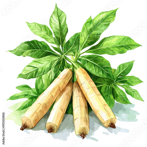 Cassava, illustration watercolor artwork with subtle gradients and elegant contours, isolated on a white background.