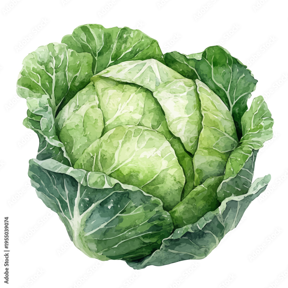Fototapeta premium watercolor of Cabbage illustration, isolated on a white background.