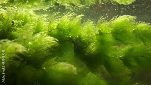 Time lapse sequence capturing the slow, natural proliferation and expansion of a rich, diverse mat of freshwater algae across a calm, reflective pond surface.