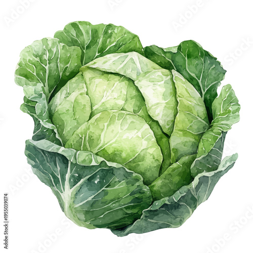 watercolor of Cabbage illustration, isolated on a white background.