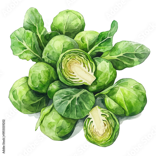 Brussels Sprouts, refined watercolor illustration with luminous tones and soft layered brushwork, isolated on a white background.