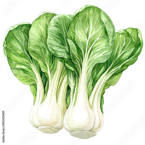 Bok Choy, illustration watercolor with dynamic strokes and balanced color harmony, isolated on a white background.