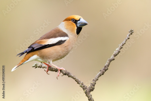 Fotografía Hawfinch / Kernbeißer (Coccothraustes coccothraustes)