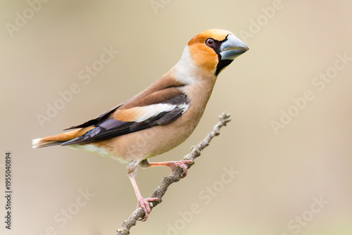 Schilderij op canvas Hawfinch / Kernbeißer (Coccothraustes coccothraustes)