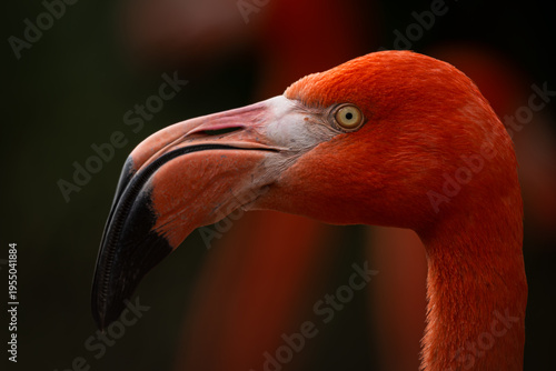 Tablou pe pânză A close-up of the head and beak of a red flamingo.