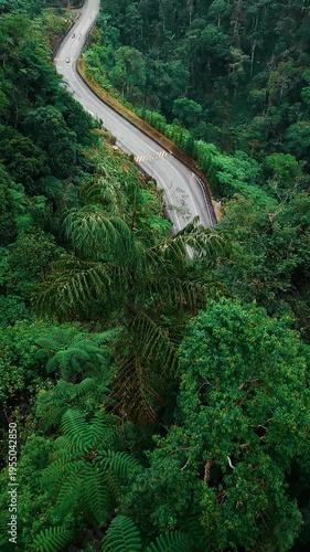 Aerial view serpentine in Titiwangsa Mountains, Kuala Lumpur Genting Highlands, Malaysia. Cars and scooters drive along a twisting road. Vertical video 4k. Scenic landscape of bright green huge trees