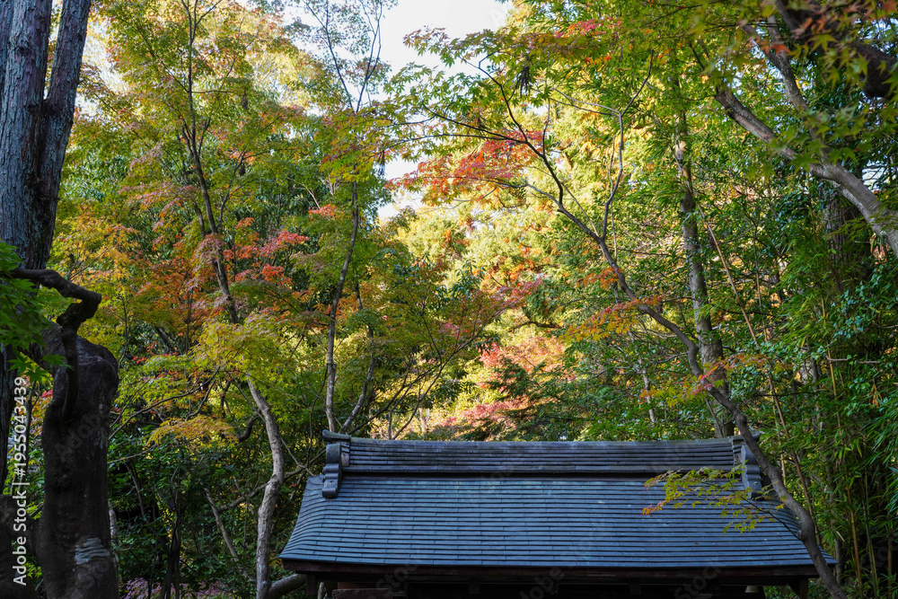 Fototapeta premium 大徳寺高桐院境内の紅葉