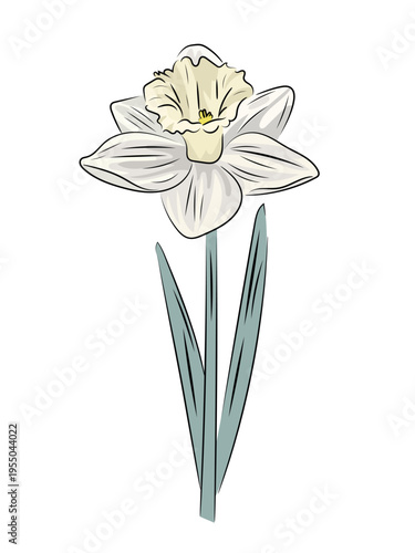 White narcissus, elegant spring bloom, flat vector illustration of daffodil flower with stem isolated on white background.