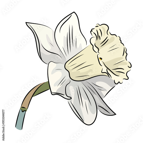 White narcissus, elegant spring bloom, flat vector illustration of daffodil flower with stem isolated on white background.