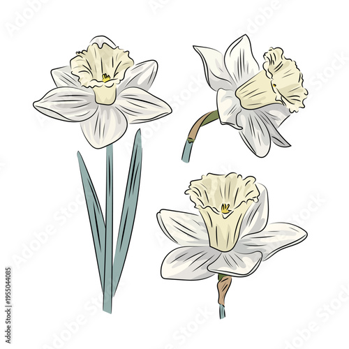 White narcissus, elegant spring bloom, flat vector illustration of daffodil flower with stem isolated on white background.