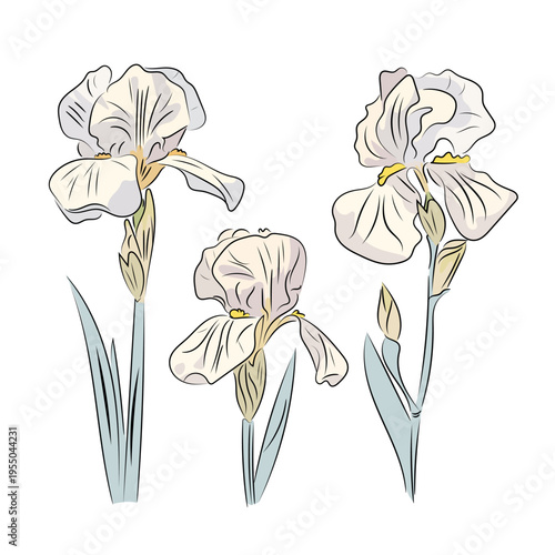 White iris. Elegant spring flower, flat vector illustration of garden iris with stem and leaves, isolated on white background.