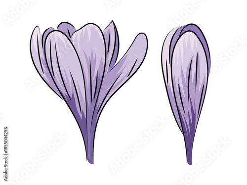 Purple crocus, spring blooming crocus saffron, flat vector botanical illustration isolated on white background.