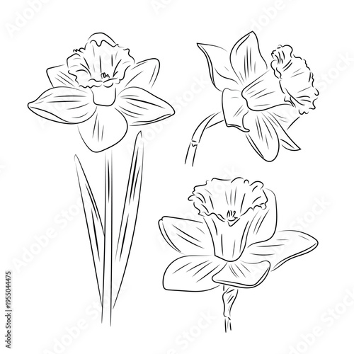 White narcissus, elegant spring bloom, flat vector illustration of daffodil flower with stem isolated on white background.