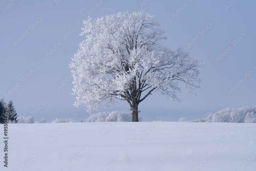 Fototapeta premium tree in snow. A beautiful Oak tree with white wrosted branches in the middle of the field.