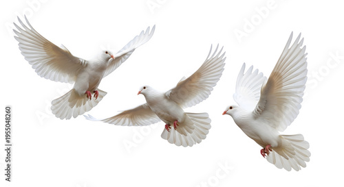 Three white doves flying in formation on transparent background