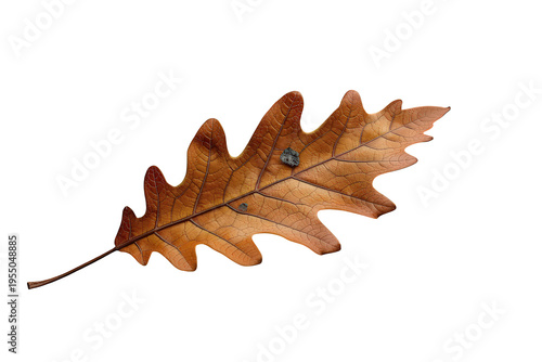 Oak leaf turning brown in autumn, changing colors representing fall season natural cycle, isolated on transparent background