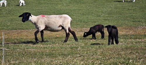 Schaf mit Lämmern