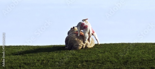 Lämmer klettern auf Mutterschaft herum