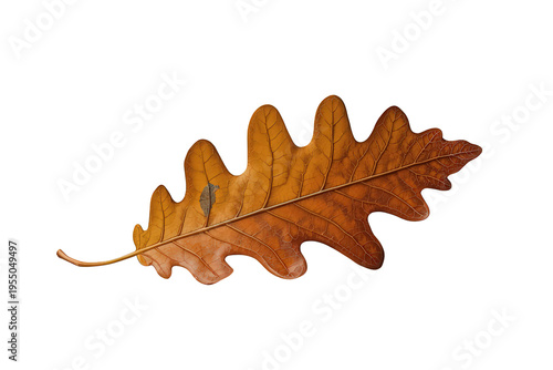 Dry brown oak leaf showing detailed veins and crisp texture against a transparent background, symbolizing fall season