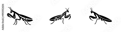 Silhouette of a Poised Praying Mantis in Black and White